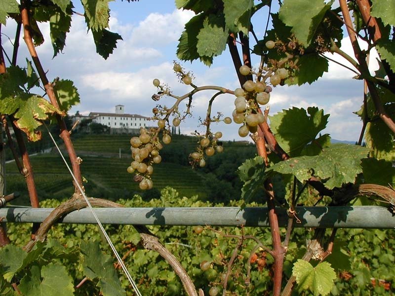 DOCG Colli Orientali del Friuli Picolit