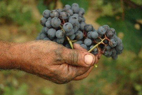 Il Barbaresco visto dal mercato inglese