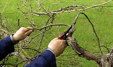 Potatura della vite, longevità delle piante, malattie del legno e qualità. il metodo dei preparatori d’uva.